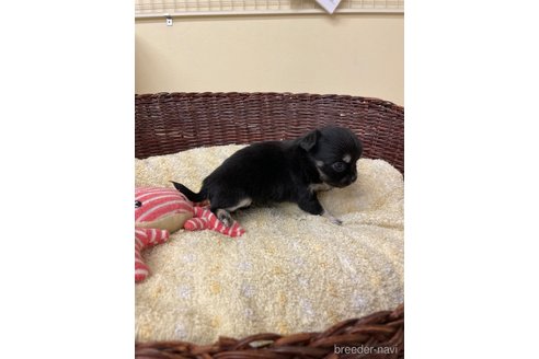 成約済の愛知県のチワワ(ロングコート)-291912の2枚目