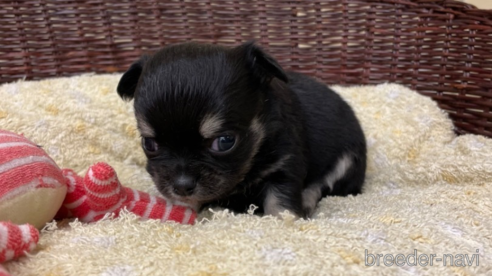 成約済の愛知県のチワワ(ロングコート)-291912