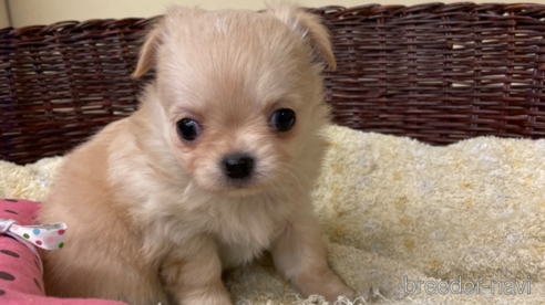 子犬