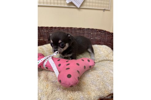 成約済の愛知県のチワワ(スムースコート)-291914の3枚目