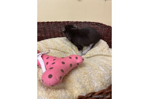 成約済の愛知県のチワワ(スムースコート)-291914の4枚目