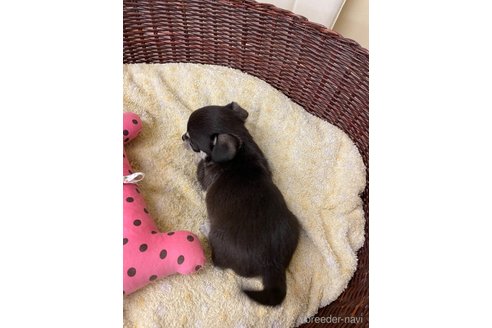 成約済の愛知県のチワワ(スムースコート)-291914の5枚目