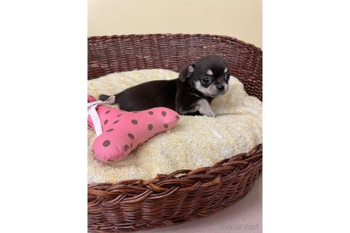 成約済の愛知県のチワワ(スムースコート)-291914の6枚目