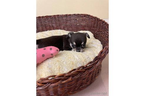 成約済の愛知県のチワワ(スムースコート)-291914の2枚目