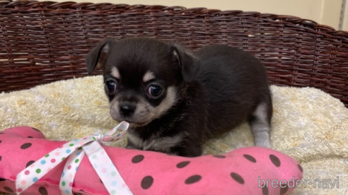 成約済の愛知県のチワワ(スムースコート)-291914の1枚目