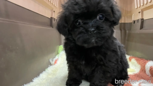 成約済の愛媛県のミックス犬-291309の1枚目