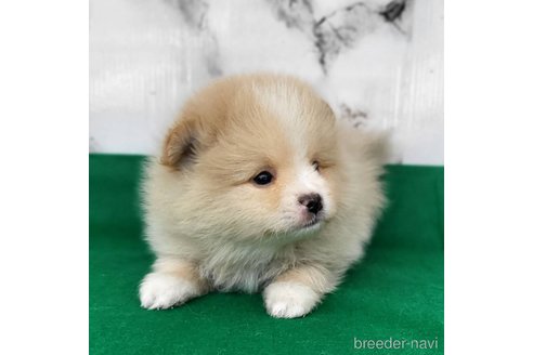 成約済の茨城県のポメラニアン-289469の8枚目