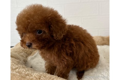 成約済の静岡県のタイニープードル-292016の2枚目