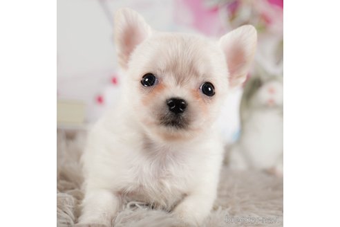 成約済の茨城県のチワワ(ロングコート)-292048の4枚目