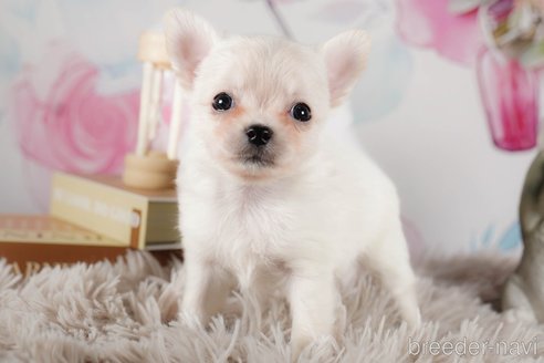 成約済の茨城県のチワワ(ロングコート)-292048の5枚目