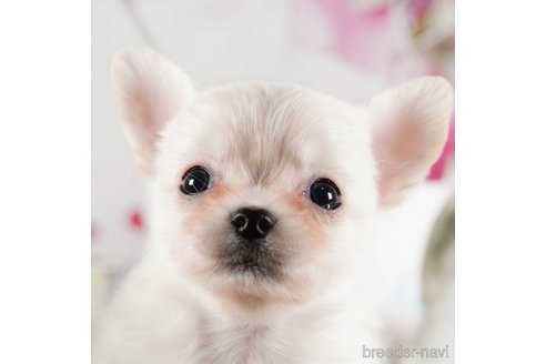 成約済の茨城県のチワワ(ロングコート)-292048の1枚目