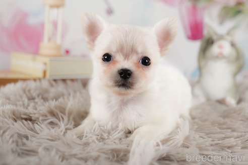 成約済の茨城県のチワワ(ロングコート)-292048の2枚目