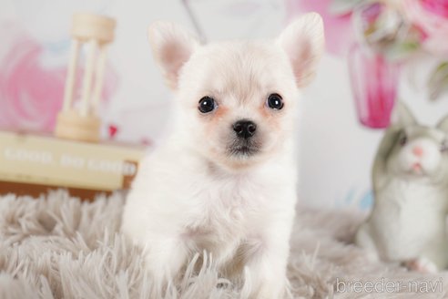 成約済の茨城県のチワワ(ロングコート)-292048の3枚目