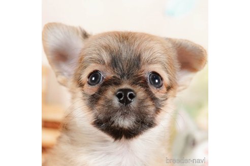 成約済の茨城県のチワワ(ロングコート)-292053の1枚目