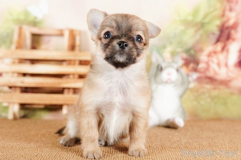 成約済の茨城県のチワワ(ロングコート)-292053の3枚目