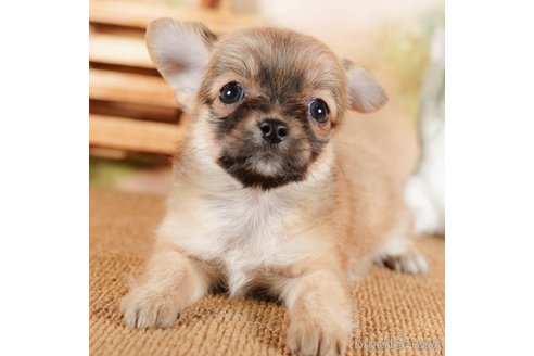 成約済の茨城県のチワワ(ロングコート)-292053の2枚目