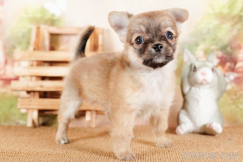 成約済の茨城県のチワワ(ロングコート)-292053の4枚目