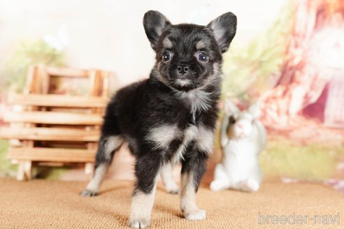成約済の茨城県のチワワ(ロングコート)-292058の4枚目