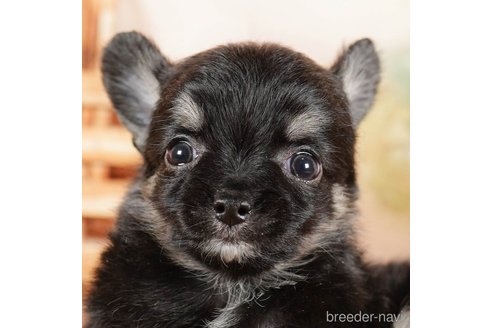 成約済の茨城県のチワワ(ロングコート)-292058の5枚目