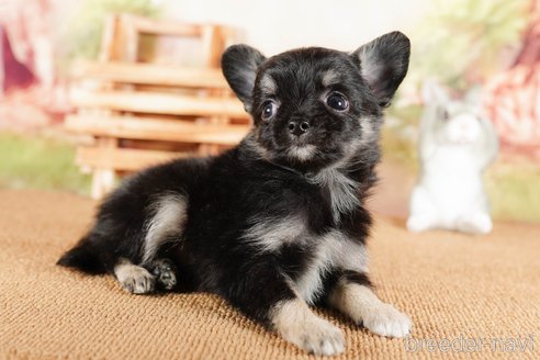 成約済の茨城県のチワワ(ロングコート)-292058の2枚目