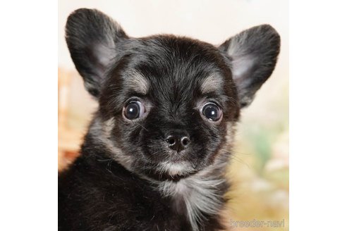 成約済の茨城県のチワワ(ロングコート)-292058の1枚目