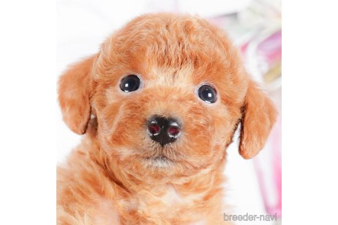 成約済の茨城県のタイニープードル-292063