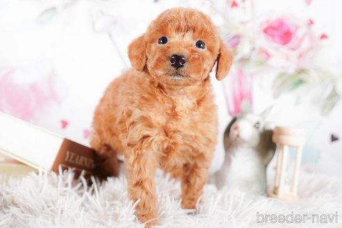 成約済の茨城県のタイニープードル-292063の3枚目