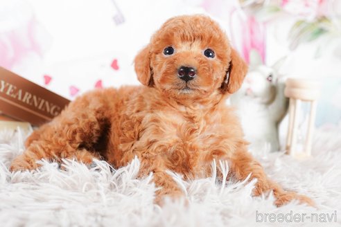 成約済の茨城県のタイニープードル-292063の5枚目