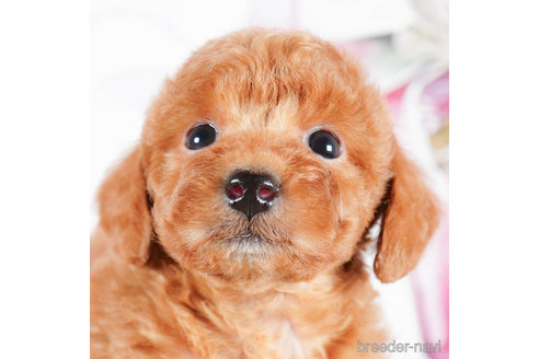 成約済の茨城県のタイニープードル-292063の4枚目