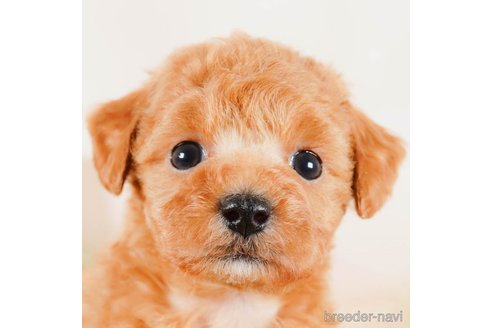 成約済の茨城県のタイニープードル-292068の3枚目