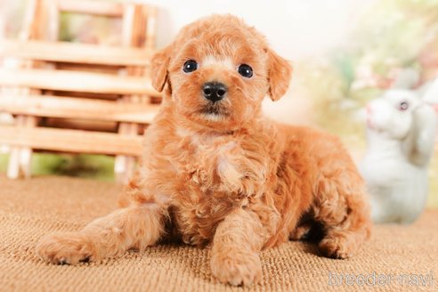 成約済の茨城県のタイニープードル-292068の4枚目