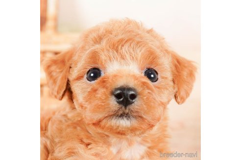 成約済の茨城県のタイニープードル-292068