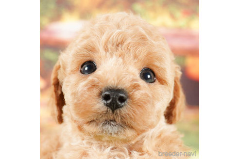 成約済の茨城県のタイニープードル-292072の4枚目