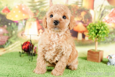 成約済の茨城県のタイニープードル-292072の5枚目