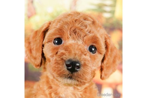 成約済の茨城県のトイプードル-292075の5枚目