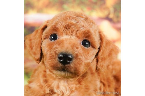 成約済の茨城県のトイプードル-292075