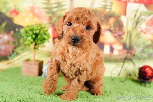 成約済の茨城県のトイプードル-292075の2枚目