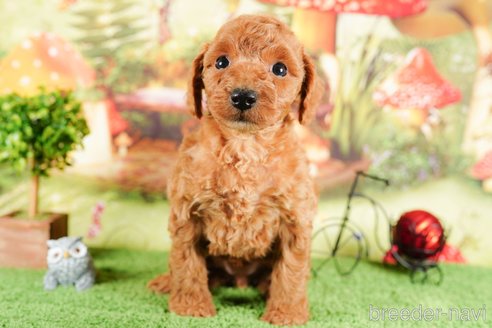 成約済の茨城県のトイプードル-292075の3枚目