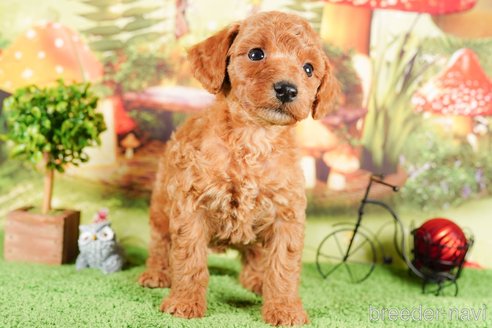 成約済の茨城県のトイプードル-292075の4枚目