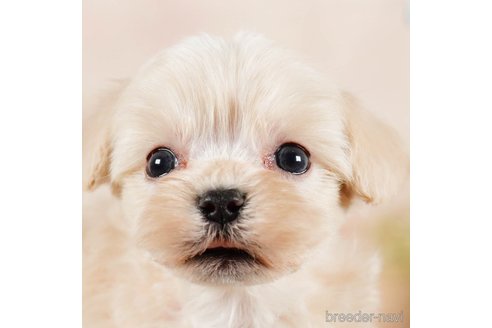 成約済の茨城県のマルプー:マルチーズ×トイプードル-292076の5枚目