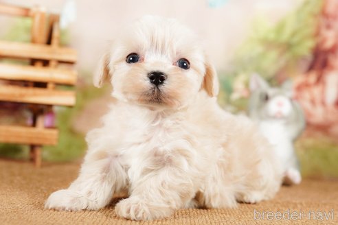 成約済の茨城県のマルプー:マルチーズ×トイプードル-292076の2枚目