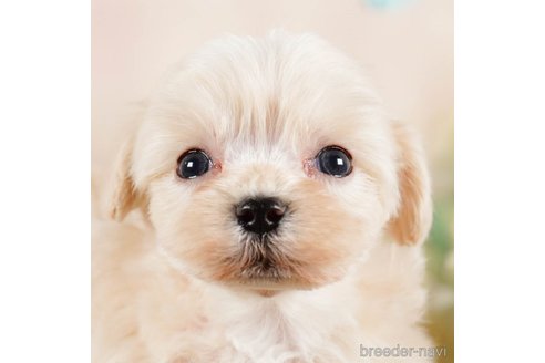 成約済の茨城県のマルプー:マルチーズ×トイプードル-292076の1枚目