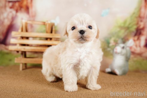 成約済の茨城県のマルプー:マルチーズ×トイプードル-292076の3枚目