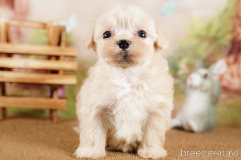 成約済の茨城県のマルプー:マルチーズ×トイプードル-292076の4枚目