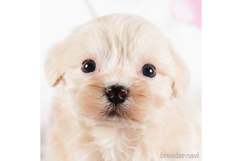 成約済の茨城県のマルプー:マルチーズ×トイプードル-292078