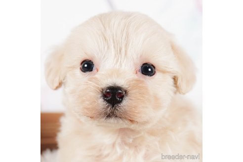 成約済の茨城県のマルプー:マルチーズ×トイプードル-292078の4枚目