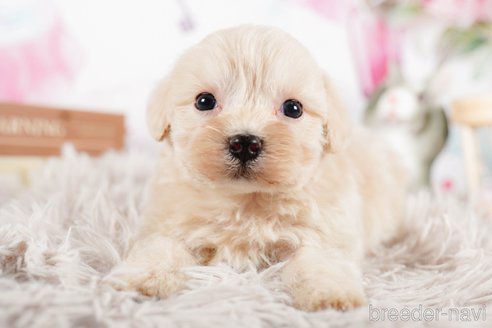 成約済の茨城県のマルプー:マルチーズ×トイプードル-292078の3枚目