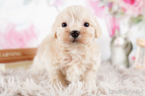 成約済の茨城県のマルプー:マルチーズ×トイプードル-292078の2枚目