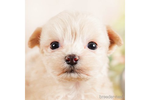 成約済の茨城県のマルプー:マルチーズ×トイプードル-292081の2枚目