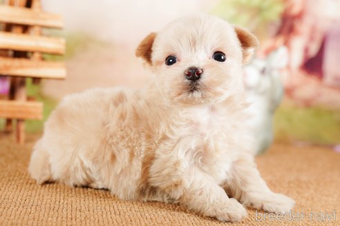 成約済の茨城県のマルプー:マルチーズ×トイプードル-292081の5枚目